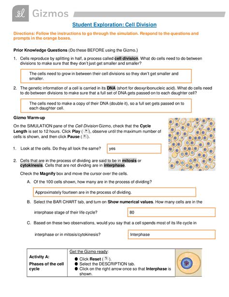 Student Exploration Cell Division Answer Key Kindle Editon