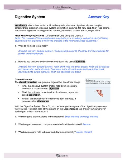 Student Exploration Digestive System Answer Key Gizmo Doc