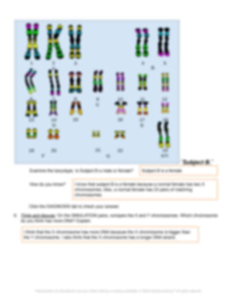 Student Exploration Human Karyotyping Answer Sheet Epub