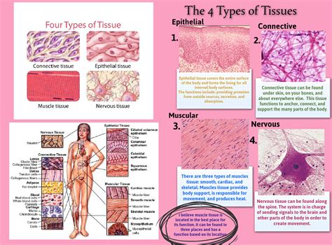 Student Guide The Morphology And Function Of Tissue 49020 PDF Reader