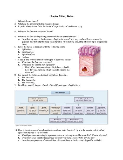 Student Guide The Morphology And Function Of Tissue 49020 PDF Reader