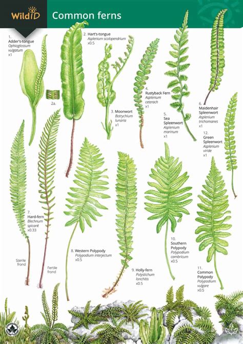 Studies of Fern Types Epub