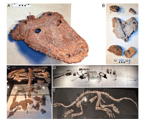 Studies on Fossil Tetrapods Doc