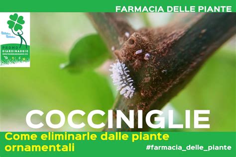 Studii Sulle Cocciniglie... Doc