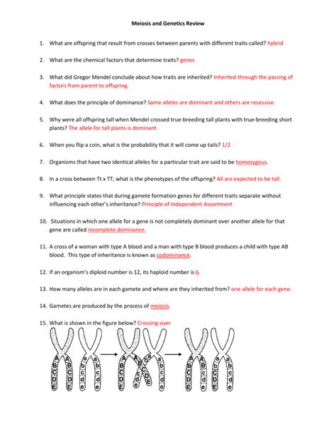 Study Guide Genetics Answer Key Epub