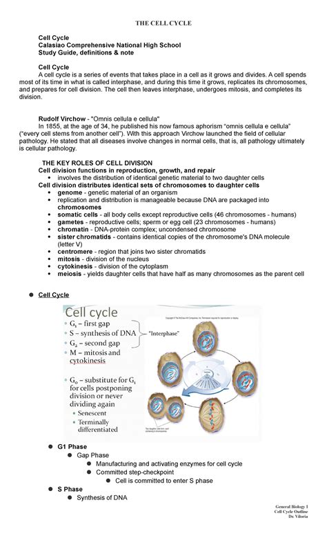 Study Guide The Cell Cycle Answers Bing PDF