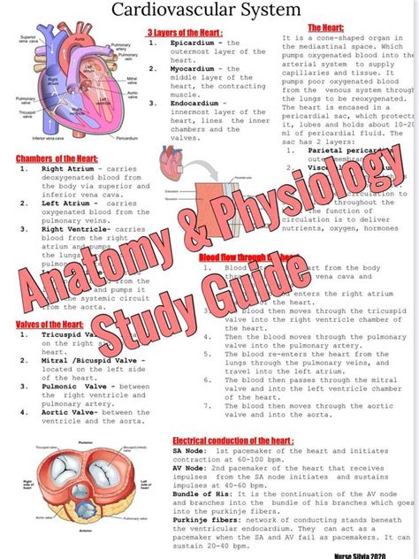 Study Guide for Anatomy and Physiology PDF