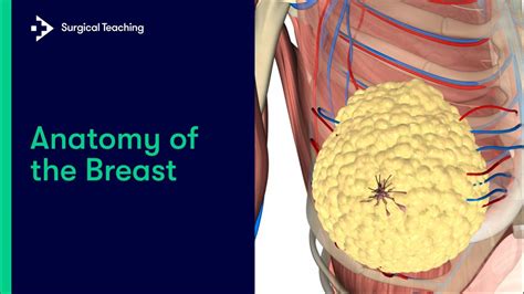 Study My Big Tits: A Comprehensive Examination of Bosom Anatomy and Biology