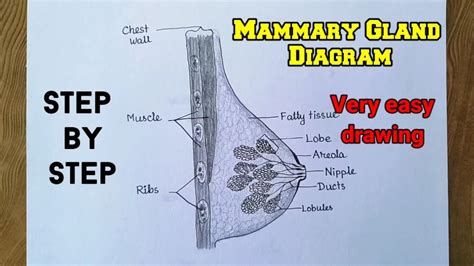 Study My Big Tits: A Comprehensive Guide to Mammary Gland Measurement and Assessment