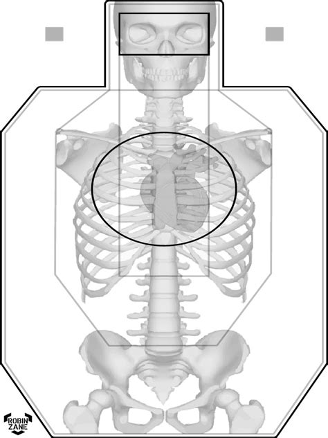 Study Target Anatomy: