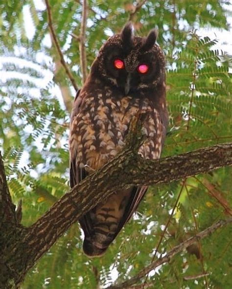 Stygian Owl: A Comprehensive Guide to the Enigmatic Bird of the Night