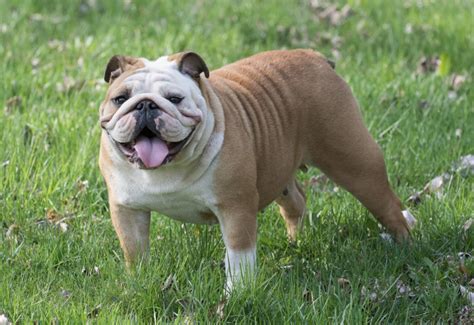 Styles for Every Bulldog's Personality