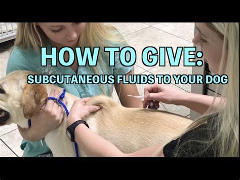 Subcutaneous Fluids for Dogs: The Ultimate 5-Step Guide to Keeping Your Canine Hydrated