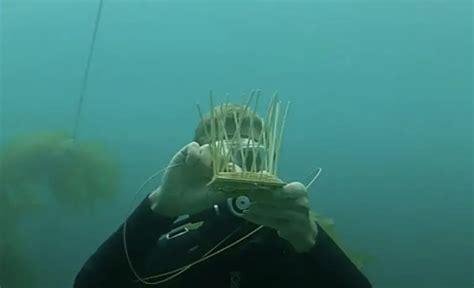 Submerge into the Enigmatic Realm of Underwater Basket Weaving