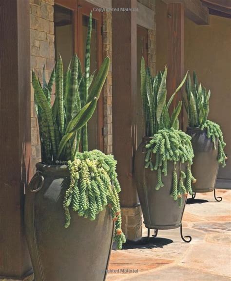 Succulent Container Gardens Design Eye-Catching Displays with 350 Easy-Care Plants Reader