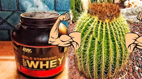 Succulent Protein: