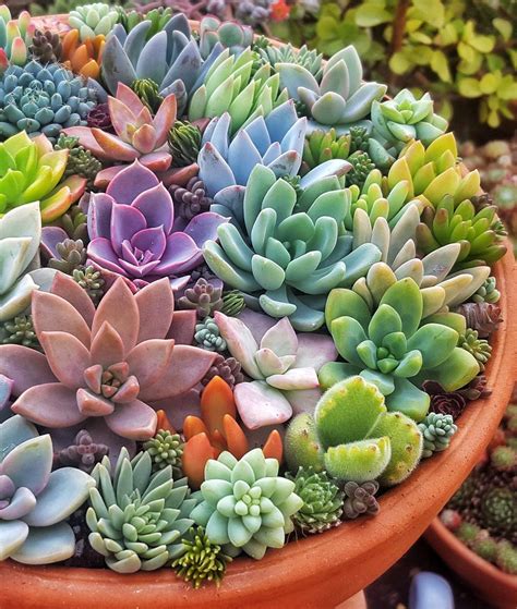 Succulents & Fertilizer: 10,000 Words of Essential Nutrient Insights