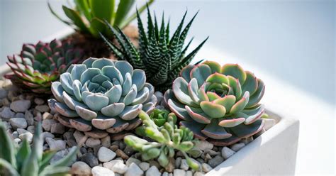 Succulents and Fertilizer: A How-To Guide for Healthy Plants