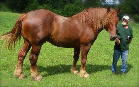 Suffolk Punch for Sale: Your Guide to Finding the Perfect Horse