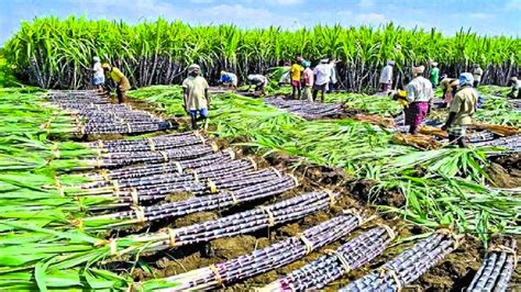 Sugarcane in Agriculture and Industry Reader