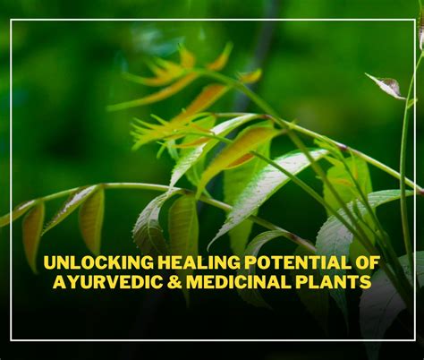 Suia: Unlocking the Potential of Underutilized Medicinal Plants