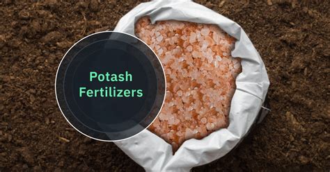 Sulphate of Potash Fertilizer: A Comprehensive Guide to Boosting Crop Yield (50% of characters)