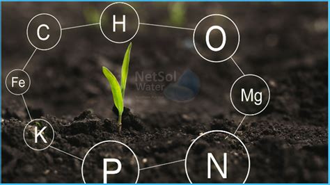 Sulphur: A Vital Nutrient for Plant Growth