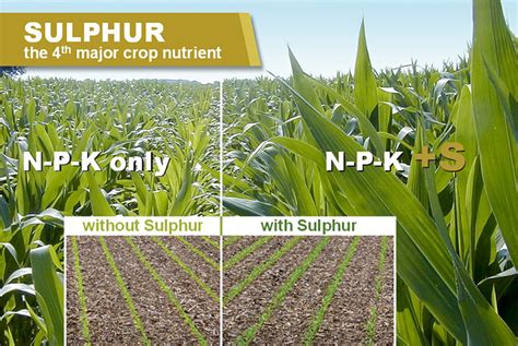 Sulphur Fertilizer: Essential Plant Nutrient for Maximum Crop Performance