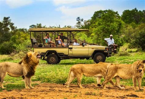 Summer Safari: Embark on an Unforgettable Adventure through the Vibrant Savannah