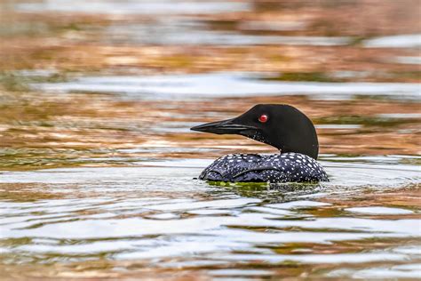 Summer of the Loon Kindle Editon