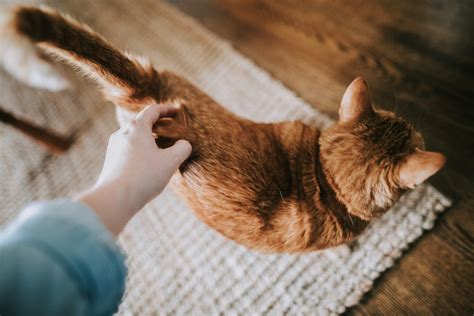 Summit 5: The Ultimate Guide to Dog and Cat Care