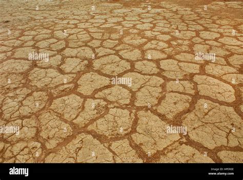 Sunbaked Desert: Arid Ecosystems from Around the Globe