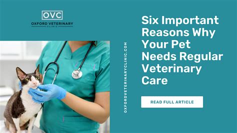 Sunday Veterinary Care: Why It's Essential