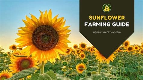 Sunflowerland: A Guide to Optimal Sunflower Cultivation for Profitability