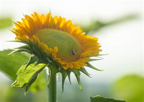 Sunflowers: The Foundation of Your Army