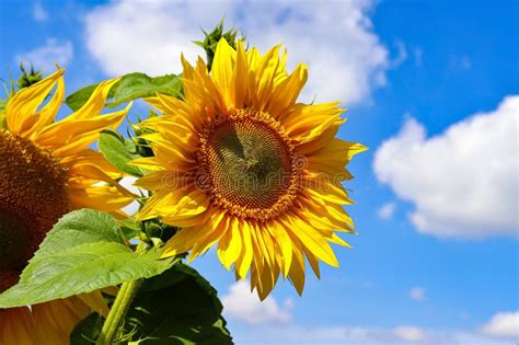 Sunflowers: The Solar Powerhouse