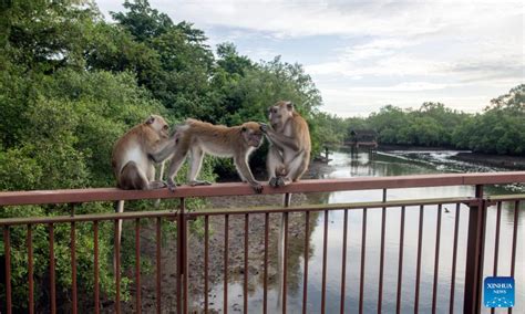 Sungei Buloh Wetland Reserve: A Vital Habitat for Singapore's Wildlife