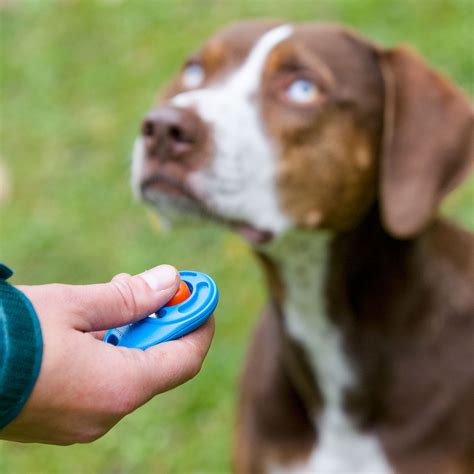 Supercharge Your Dog's Training with Clicker Mastery: A Comprehensive Guide for 2025