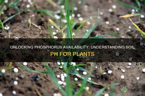 Supercharge Your Soil with Phosphorus: Unlock Maximum Crop Potential