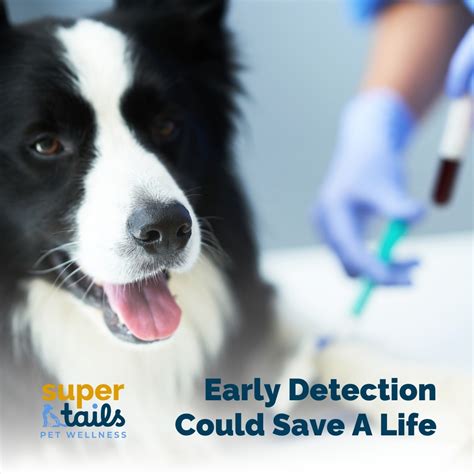 Supertails 2025: Empowering Pet Safety and Well-being