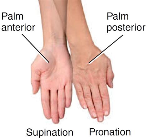 Supination