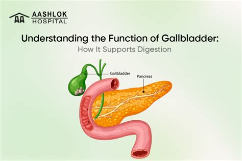 Supports Digestion: