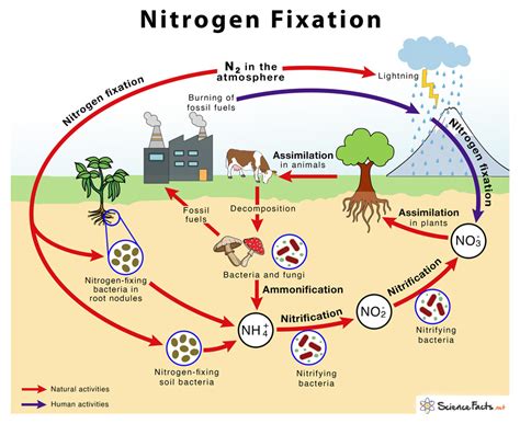 Supports Nitrogen Fixation: