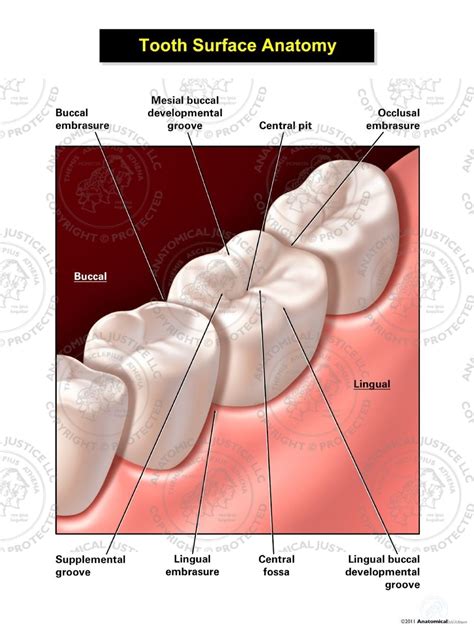 Surfaces Of The Teeth Chart