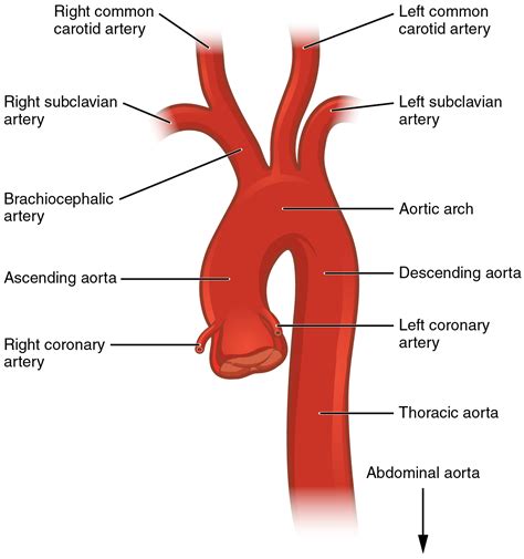 Surgery of the Aorta and Its Body Branches Kindle Editon