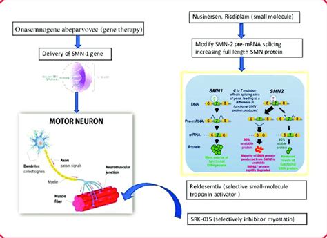 Survival Motor Neuron 1 (SMN1)