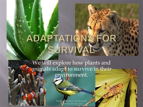 Survival and Adaptation: