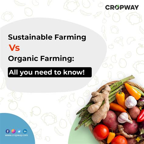 Sustainable Food vs. Organic Farming: The Race to 2025