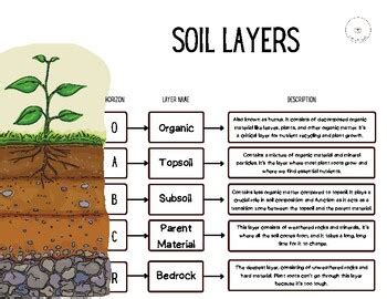 Sustainable Soil Use Graphic Organizer Answers PDF