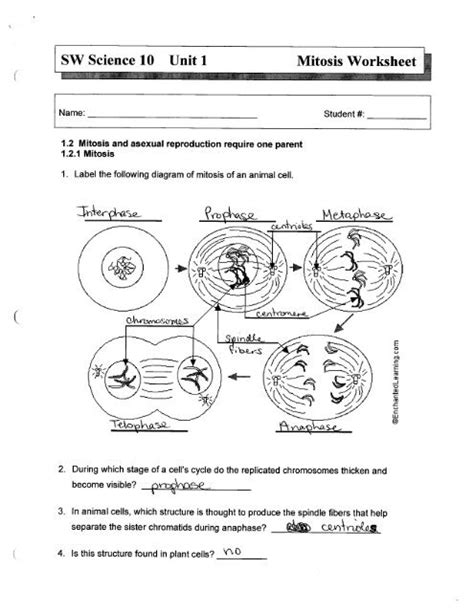 Sw Science 10 Mitosis Worksheet Answer Key Kindle Editon